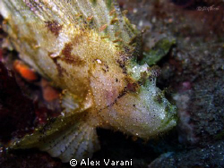 Taenianotus triacanthus by Alex Varani 